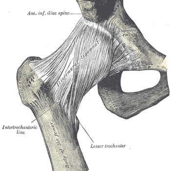 This is just one part of the complex hip joint.