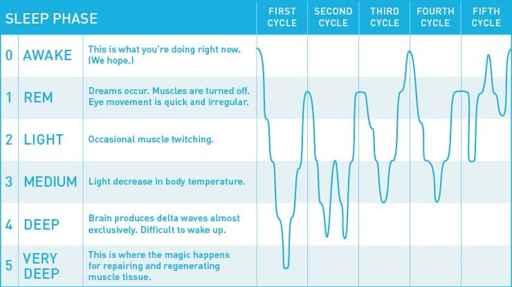 chart describing the various phases of sleep