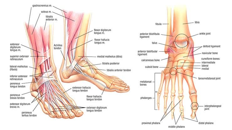 8 Foot Exercises to Fix Tight Ankles, Tight Calves, and Foot Pain 2 Foot Anatomy