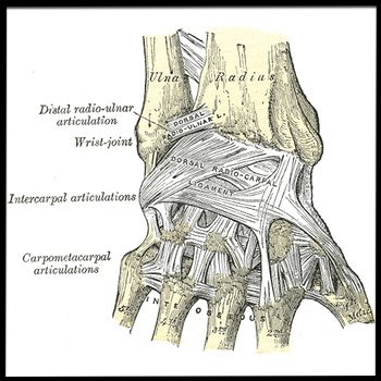 Wrist Anatomy