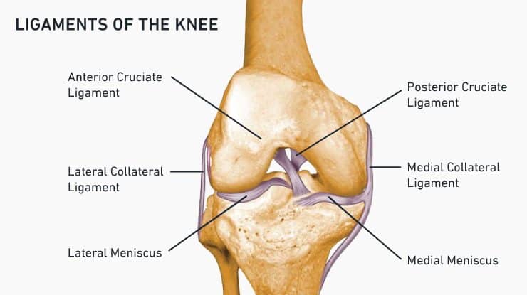 Overcome Knee Pain: Knee Health Exercises 2 Ligaments of the knee