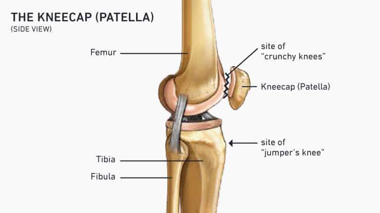 Overcome Knee Pain: Knee Health Exercises 3 Anatomy of the kneecap