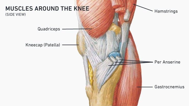 Overcome Knee Pain: Knee Health Exercises 4 Muscles around the knee