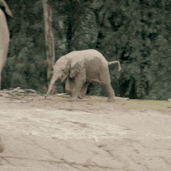 Overcoming Clumsiness - 3 Strategies to Improve Proprioception and Coordination 1 baby elephant tripping