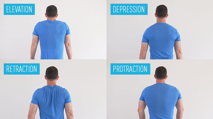 Back Strength at Home: Getting Strong When You Can't Do Pull-Ups 2 GMB Fitness Elevation, Depression, Retraction, Protraction