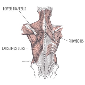 Back Strength at Home: Getting Strong When You Can't Do Pull-Ups 8 Back Muscles