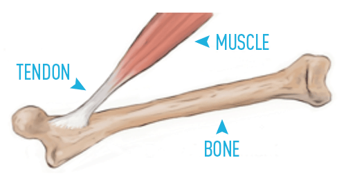 Tendon Strength & Connective Tissue Health 1 tendon chart