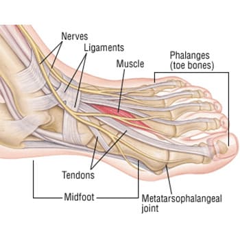 Foot Anatomy tendons, nerves, ligaments, and bones in the foot