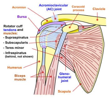 Animal Movements: Locomotor Exercises for Weird Looks and Incredible Agility 10 rotator cuff muscles