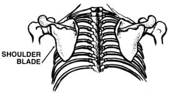 Animal Movements: Locomotor Exercises for Weird Looks and Incredible Agility 9 scaplua