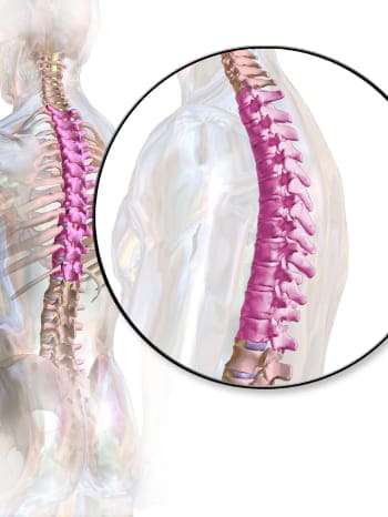 Animal Movements: Locomotor Exercises for Weird Looks and Incredible Agility 8 thoracic spine