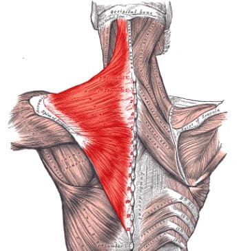 Animal Movements: Locomotor Exercises for Weird Looks and Incredible Agility 11 upper trapezius