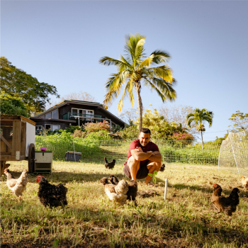 Squatting Chickens